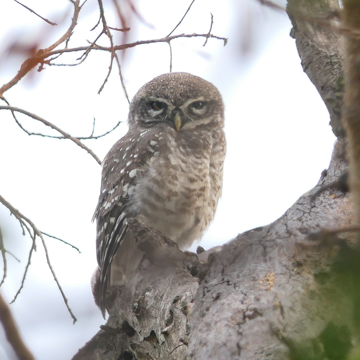 Spotted Owlet - ML618870906