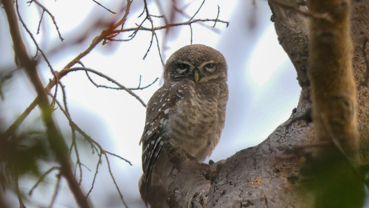 Spotted Owlet - ML618870907