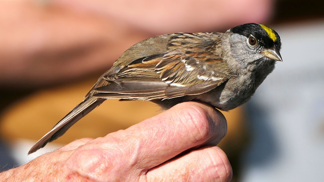 Golden-crowned Sparrow - ML618870934