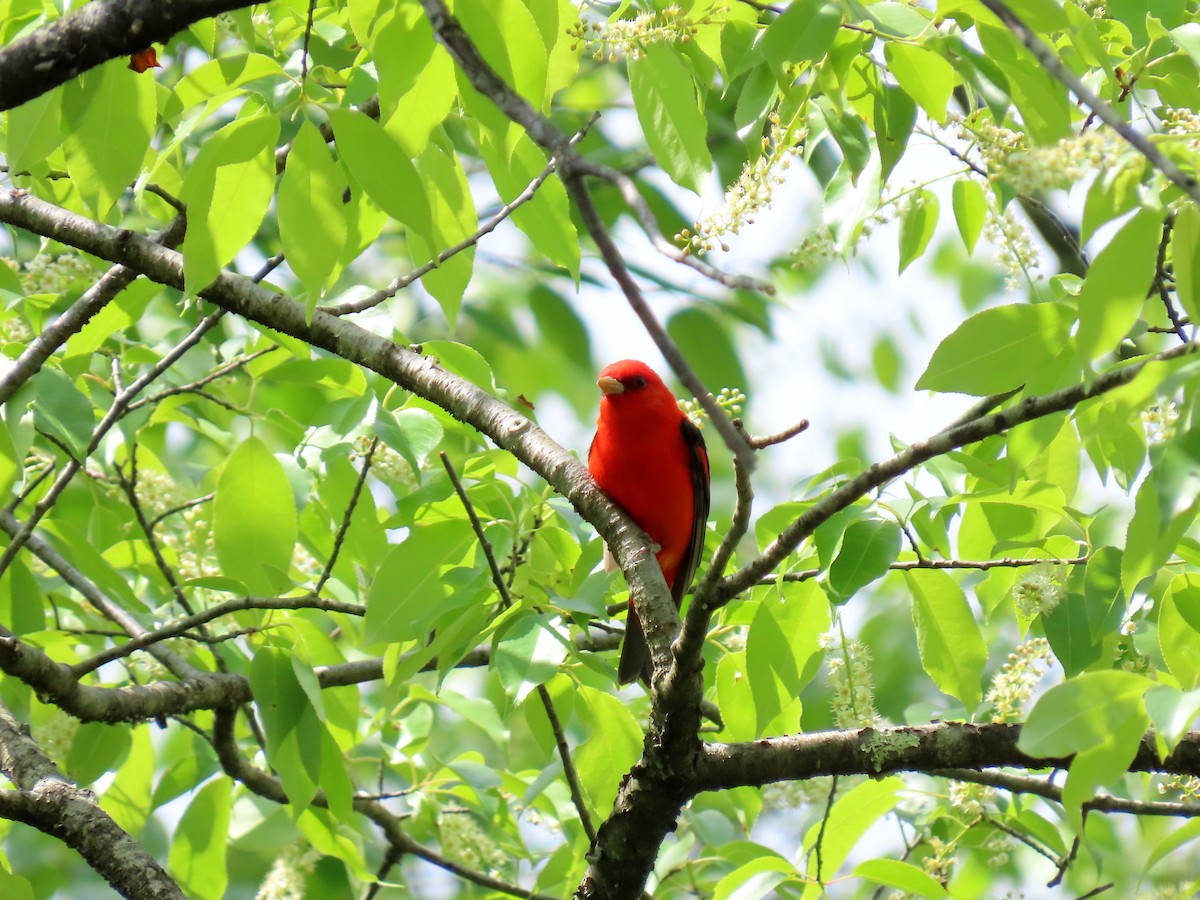 Scarlet Tanager - ML618870950