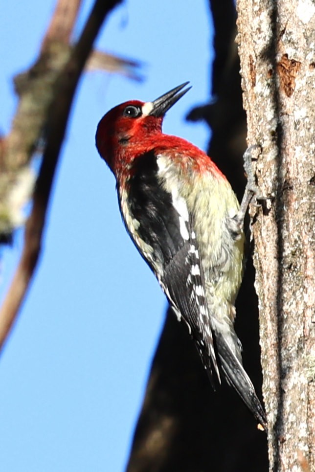 Red-breasted Sapsucker - Eric Peterson