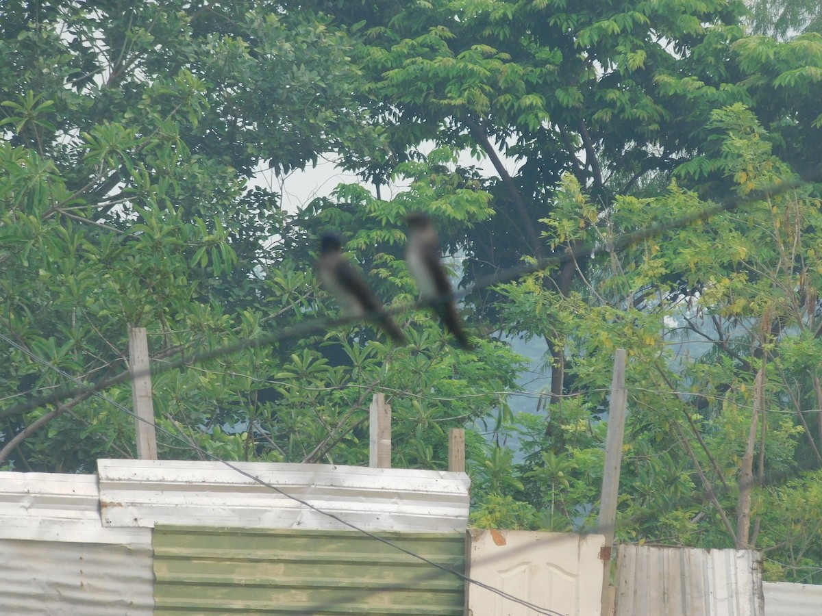 Northern Rough-winged Swallow - Cenaida Moncada