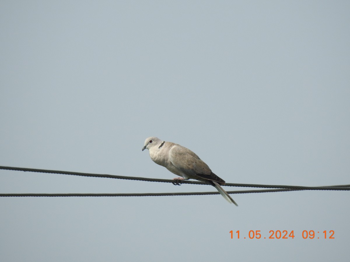 Eurasian Collared-Dove - ML618871015