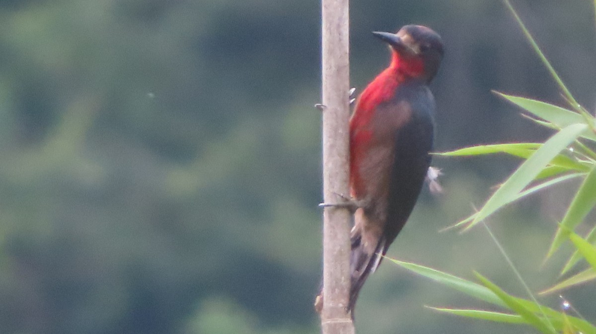 Puerto Rican Woodpecker - ML618871023