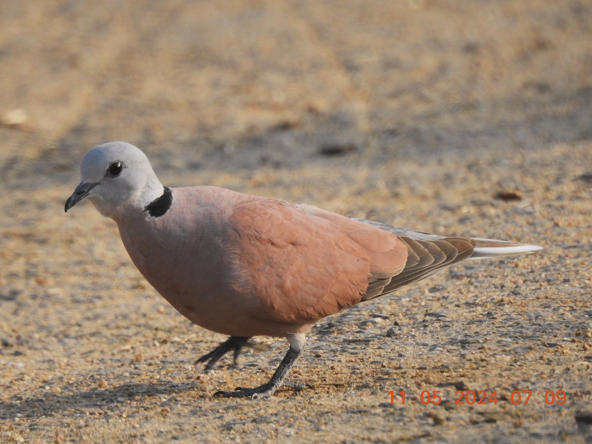 Red Collared-Dove - ML618871025