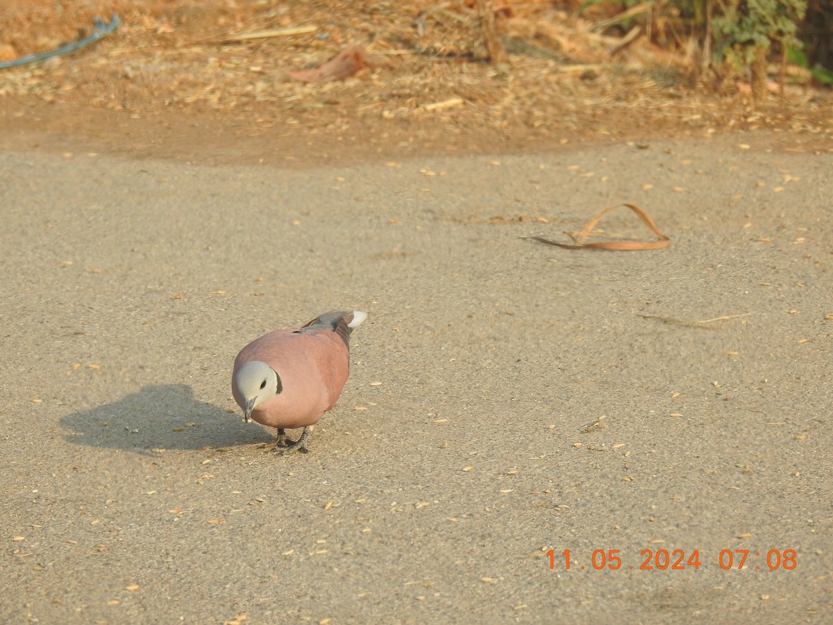 Red Collared-Dove - ML618871026