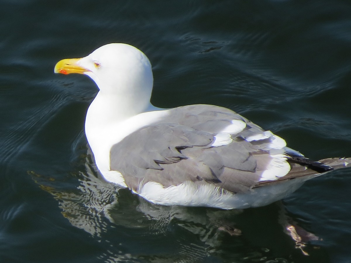 Western Gull - GLORIA GWYNNE