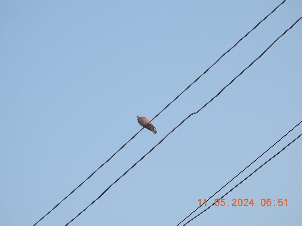 Red Collared-Dove - ML618871036
