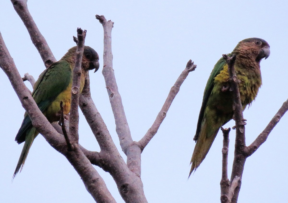Brown-throated Parakeet - Sirley Andrea Diaz Valencia