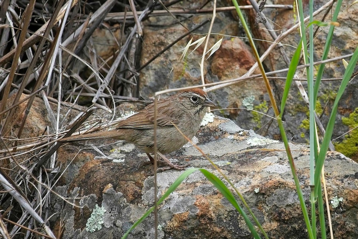 Rufous-crowned Sparrow - ML618871065