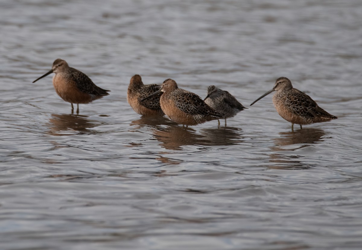 Long-billed Dowitcher - ML618871072