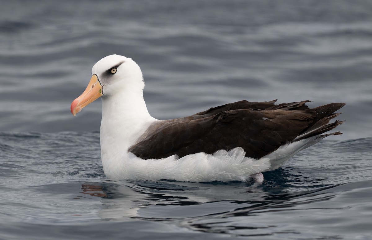 Black-browed Albatross (Campbell) - Miguel  Mejias