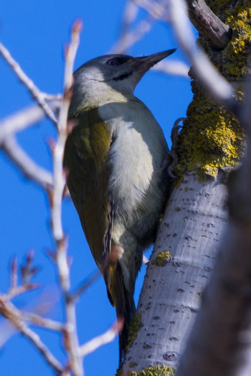 Gray-headed Woodpecker - Roland Pfeiffer