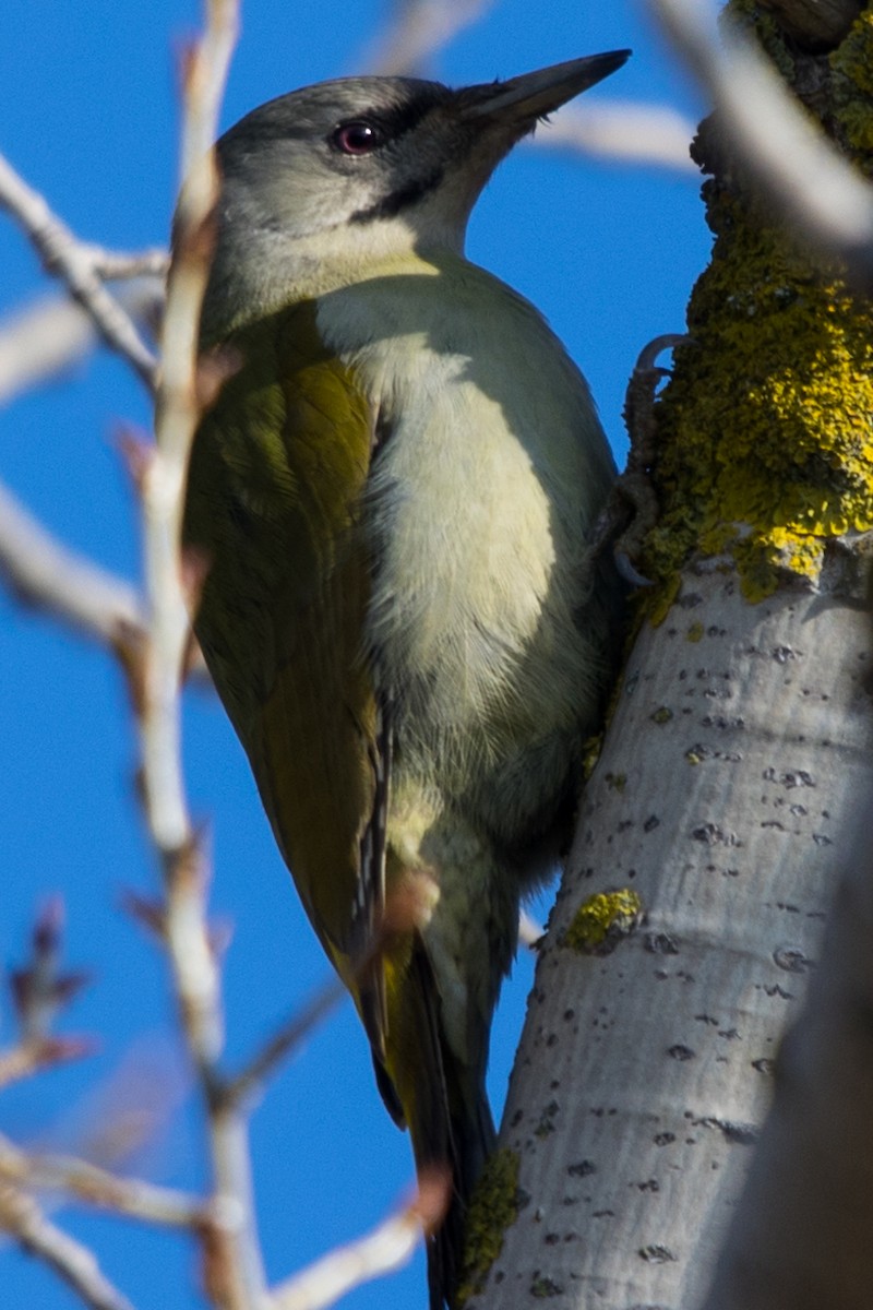 Gray-headed Woodpecker - ML618871128
