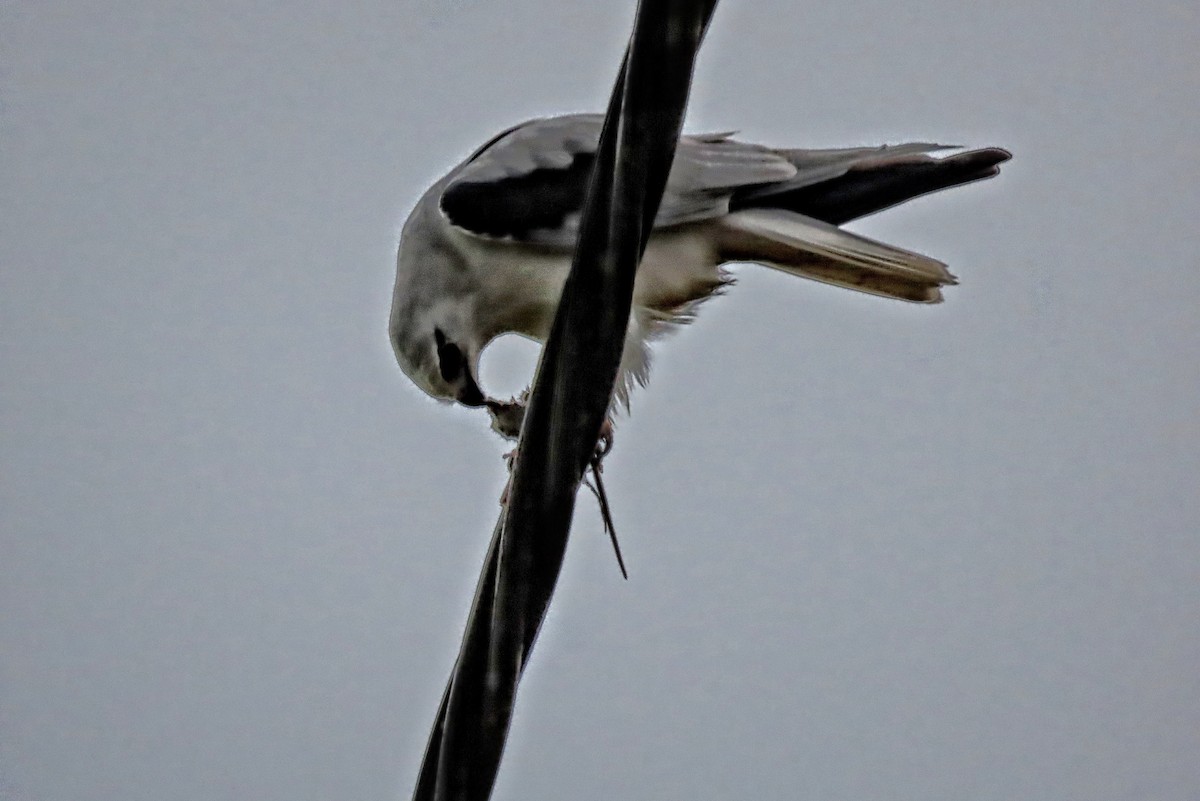 Black-shouldered Kite - ML618871154