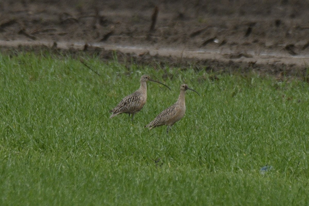Long-billed Curlew - ML618871155