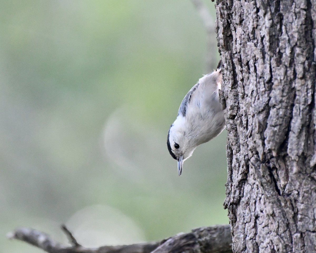 White-breasted Nuthatch - ML618871165
