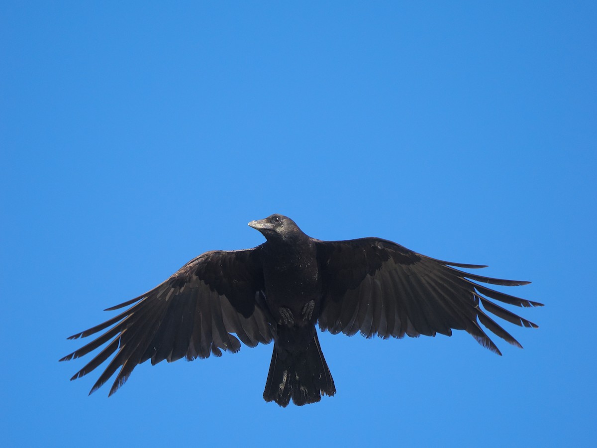 Common Raven - kent luo