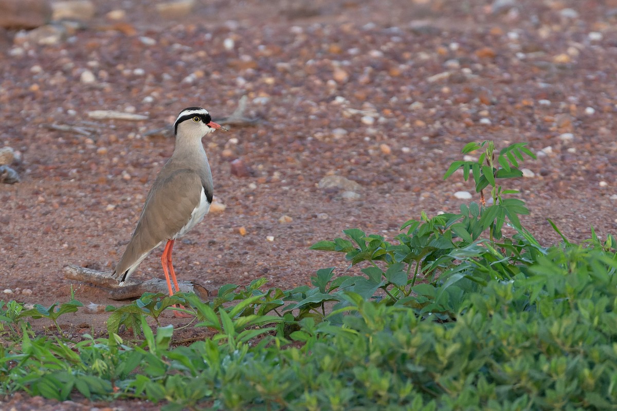Crowned Lapwing - ML618871264