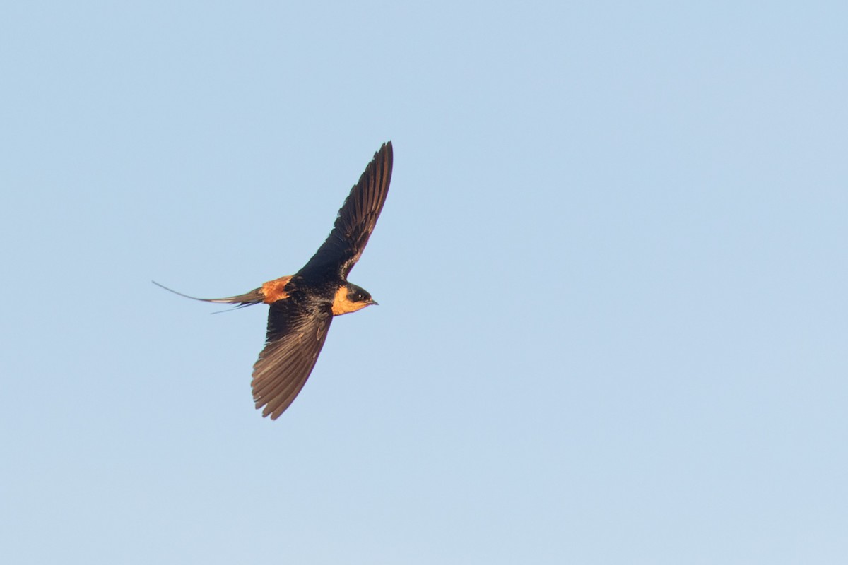 Rufous-chested Swallow - Richard Webber