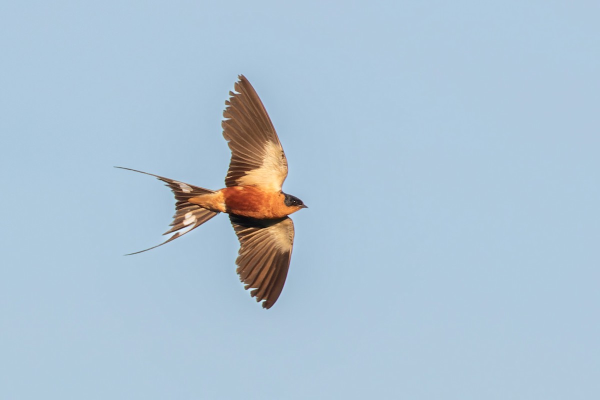 Rufous-chested Swallow - Richard Webber