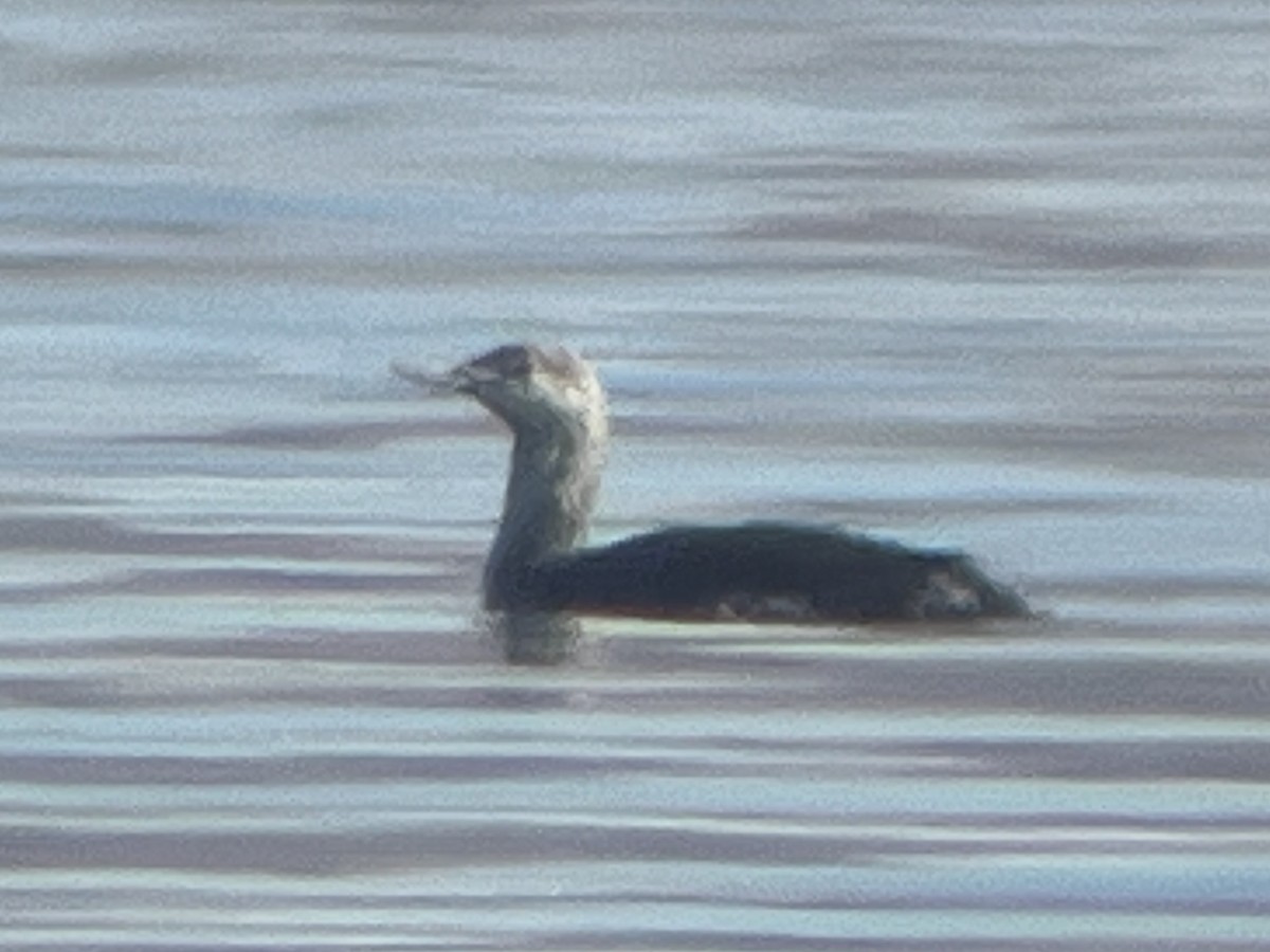 Red-throated Loon - ML618871308