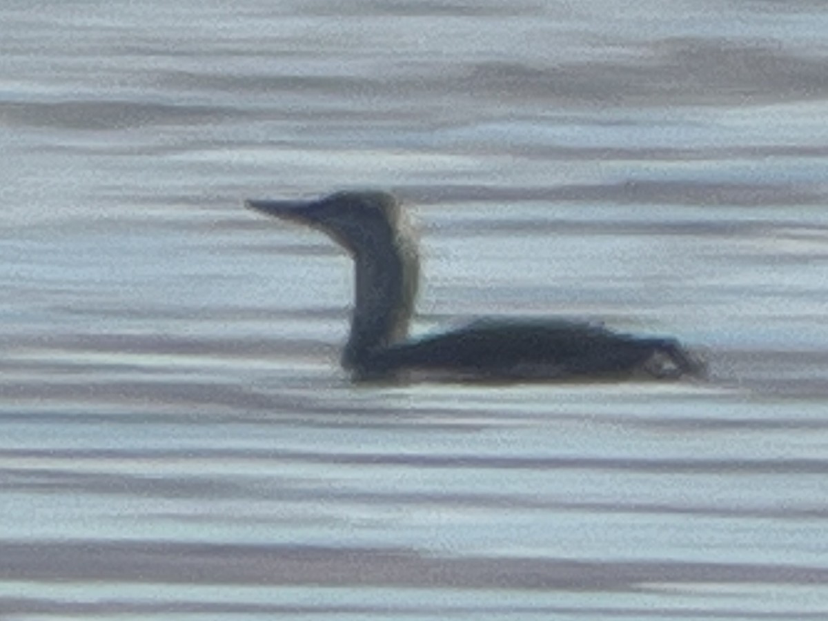 Red-throated Loon - ML618871309