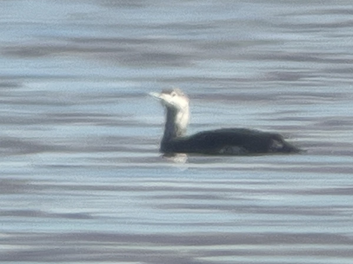 Red-throated Loon - ML618871311