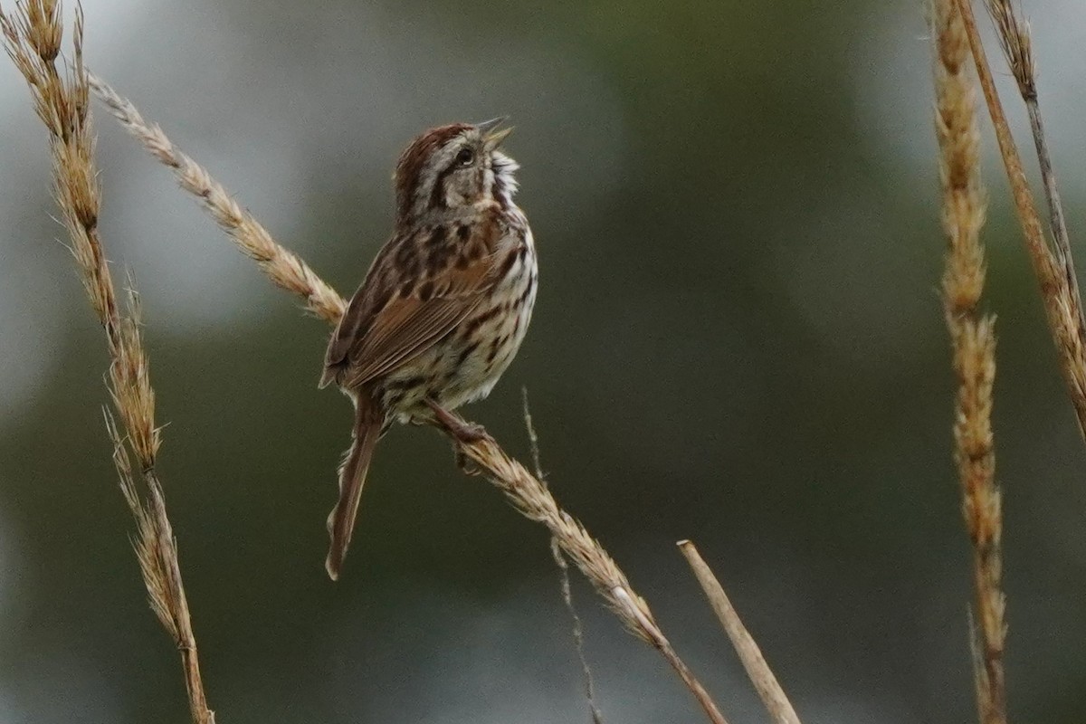 Song Sparrow - Dawn Hovey