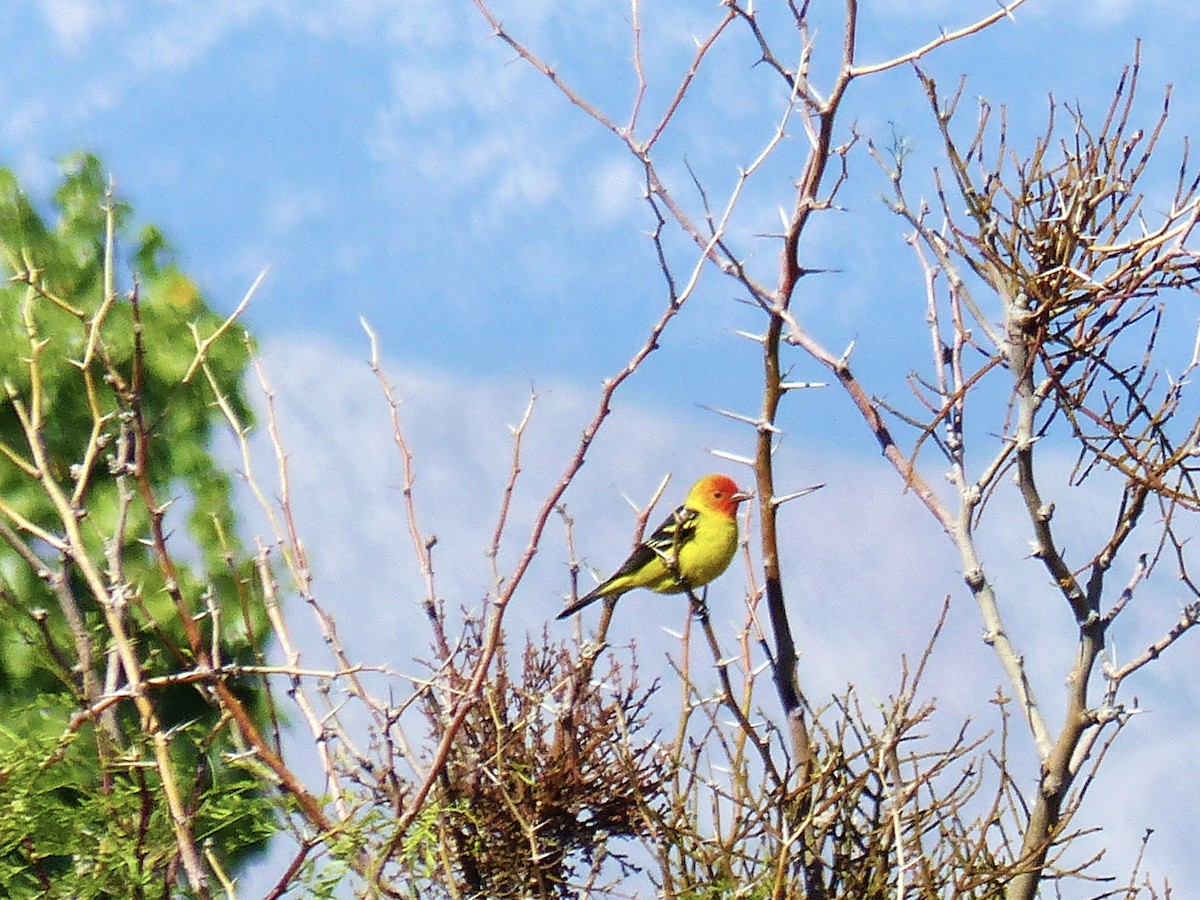 Western Tanager - ML618871354