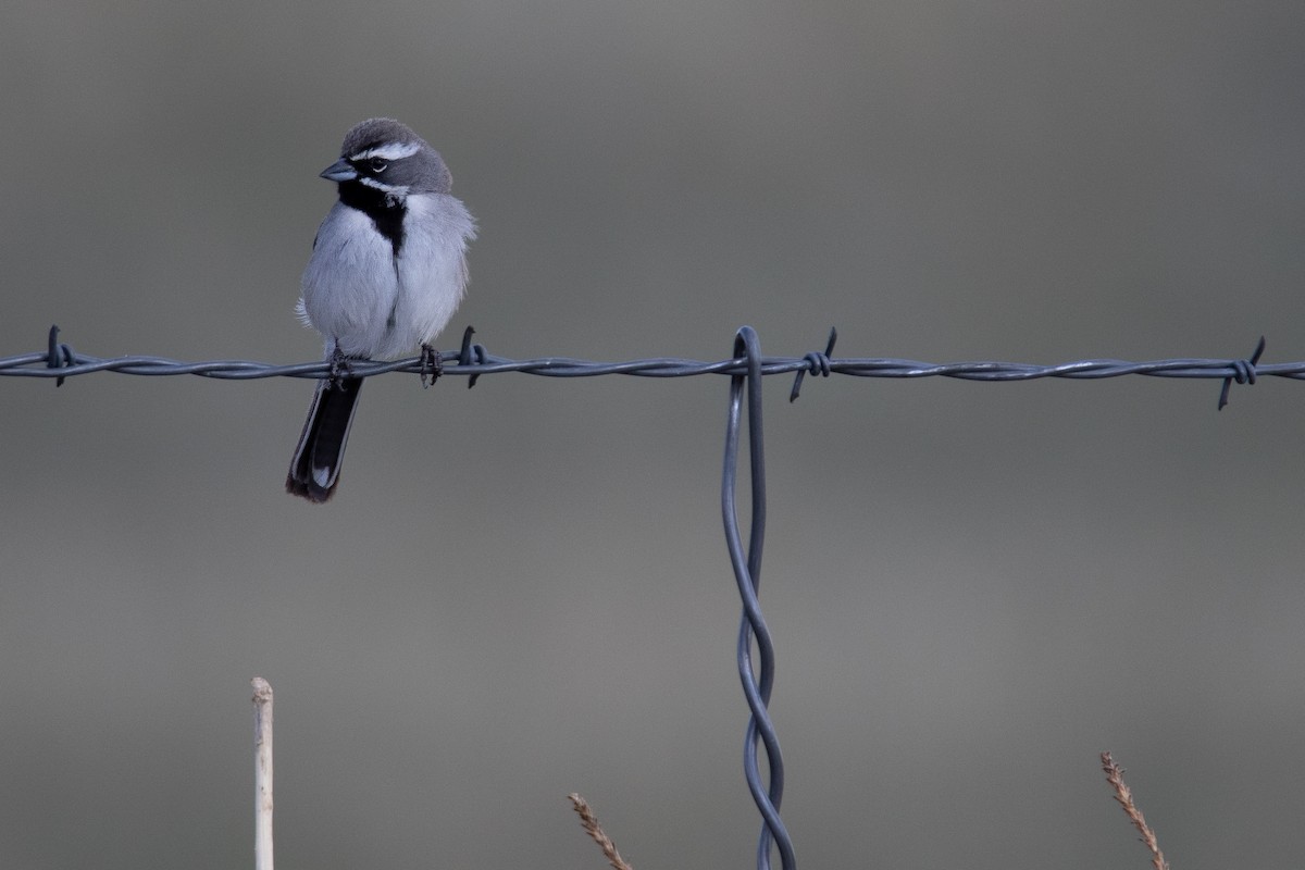 Black-throated Sparrow - Bryan Tarbox