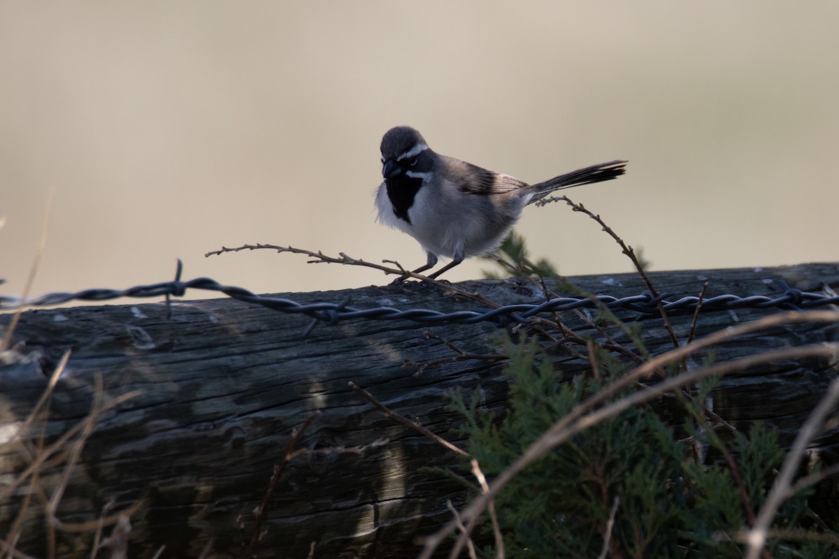 Black-throated Sparrow - ML618871385