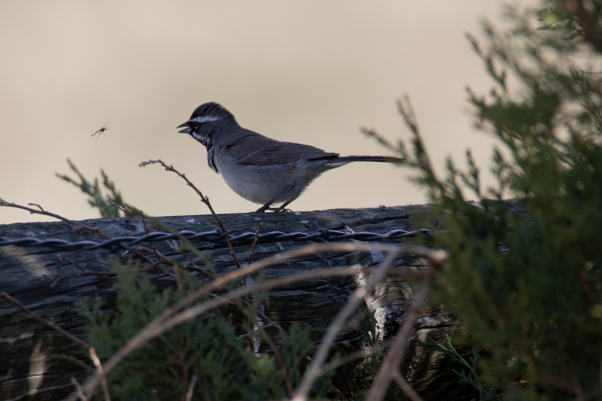 Black-throated Sparrow - Bryan Tarbox