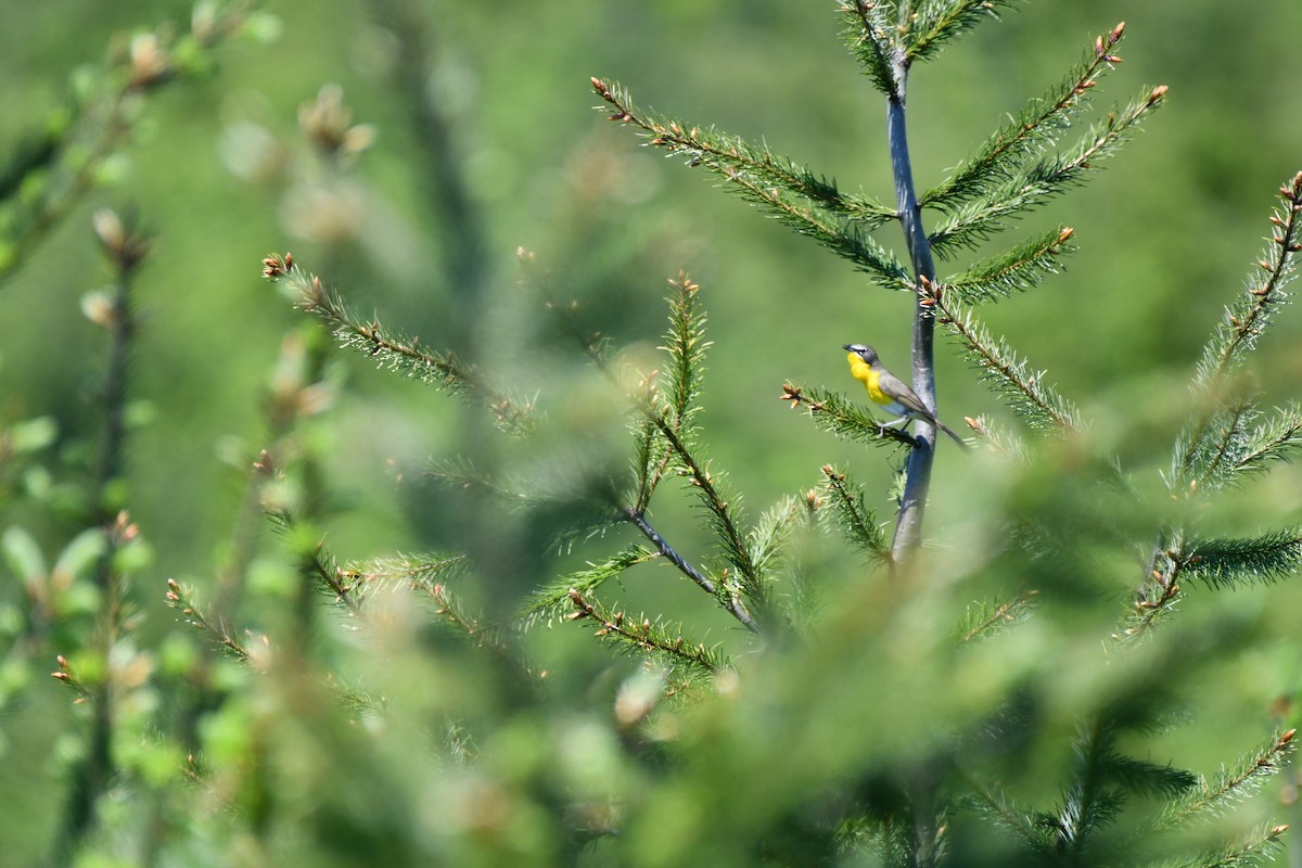 Yellow-breasted Chat - ML618871393