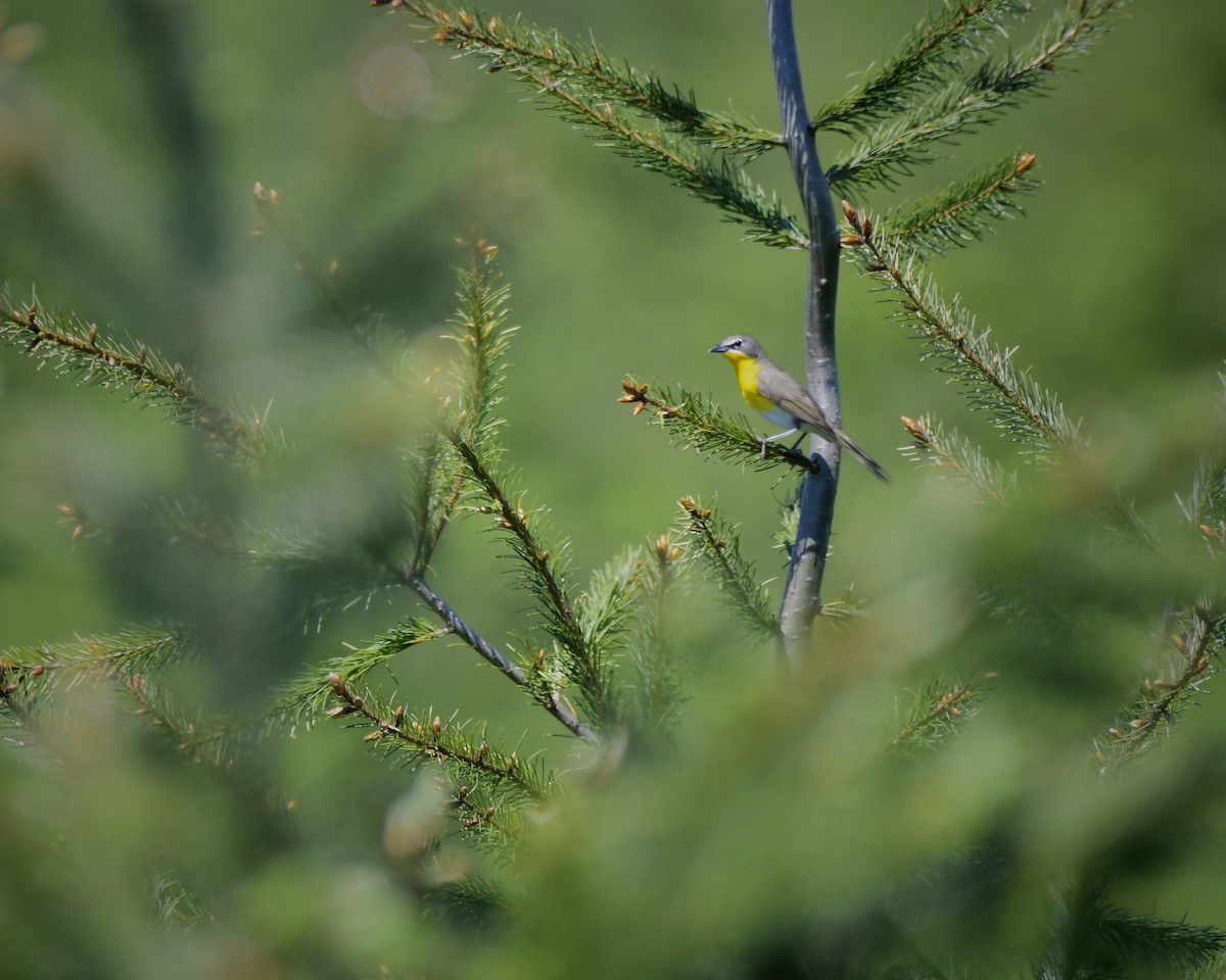 Yellow-breasted Chat - ML618871401