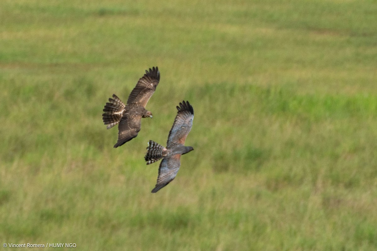 Spotted Harrier - ML618871412