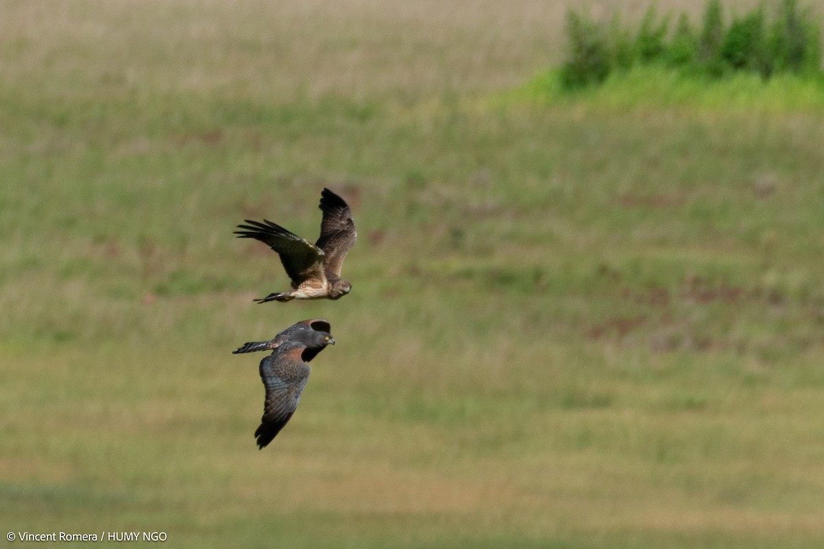 Spotted Harrier - ML618871413