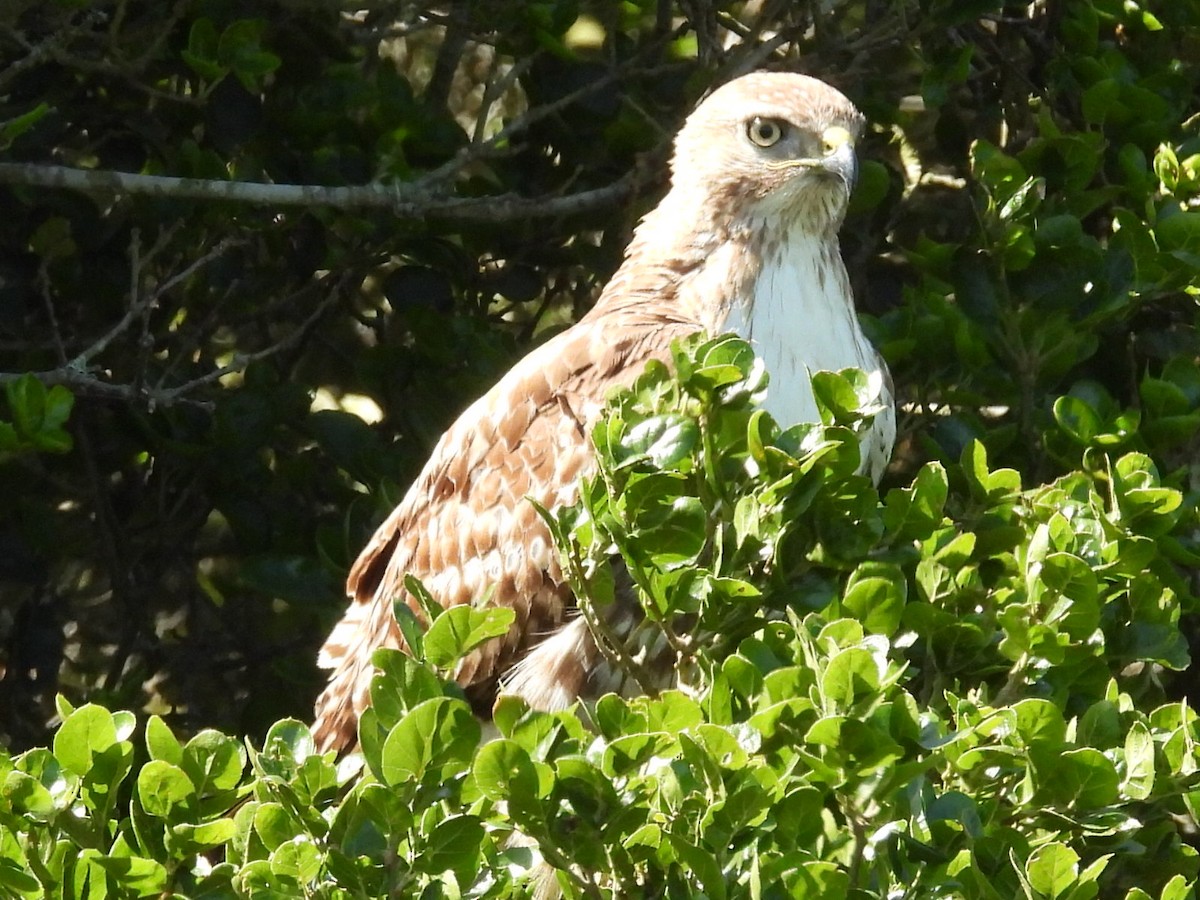 Red-tailed Hawk - ML618871421