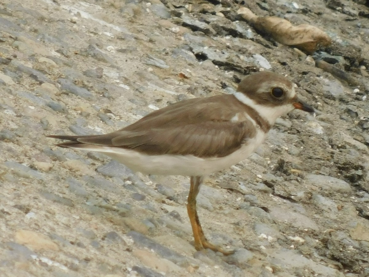 Semipalmated Plover - ML618871467