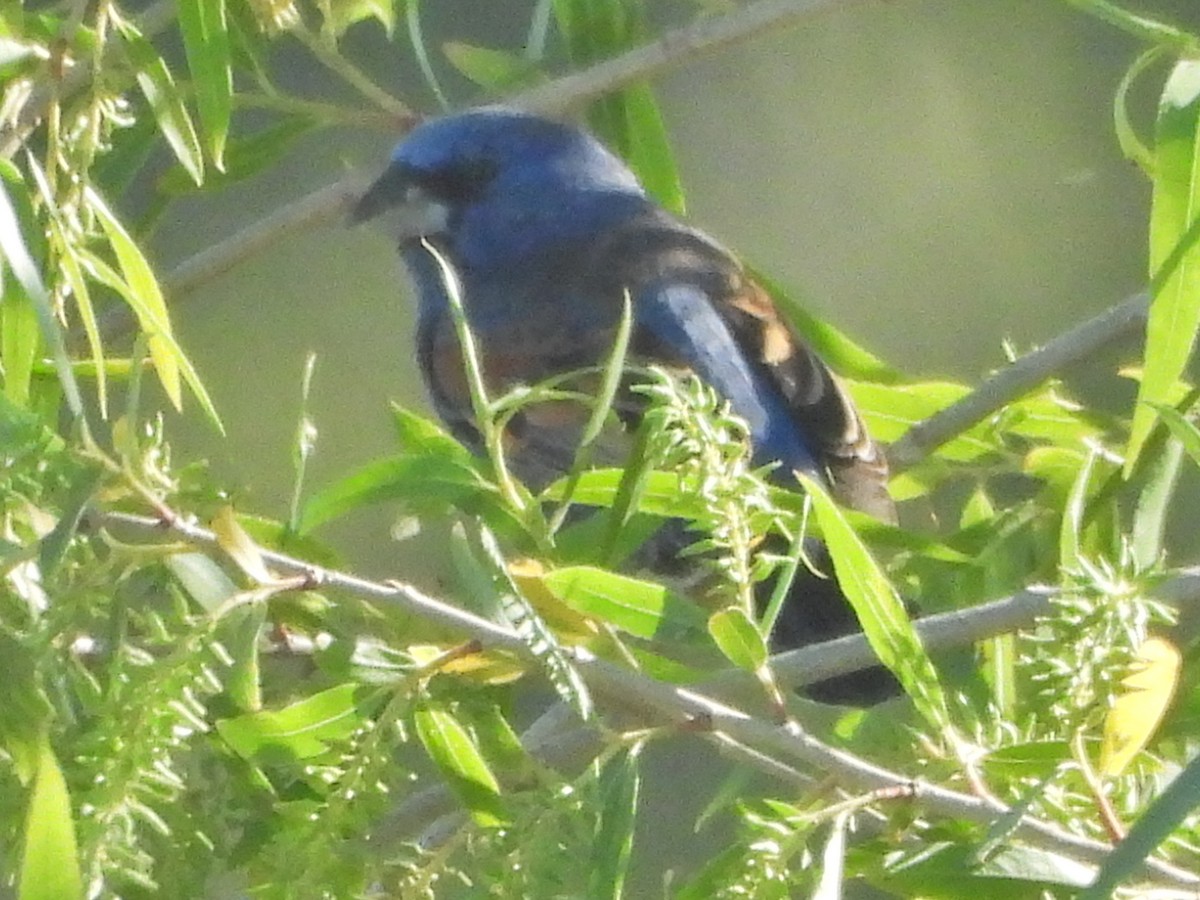 Blue Grosbeak - Forest Chapman