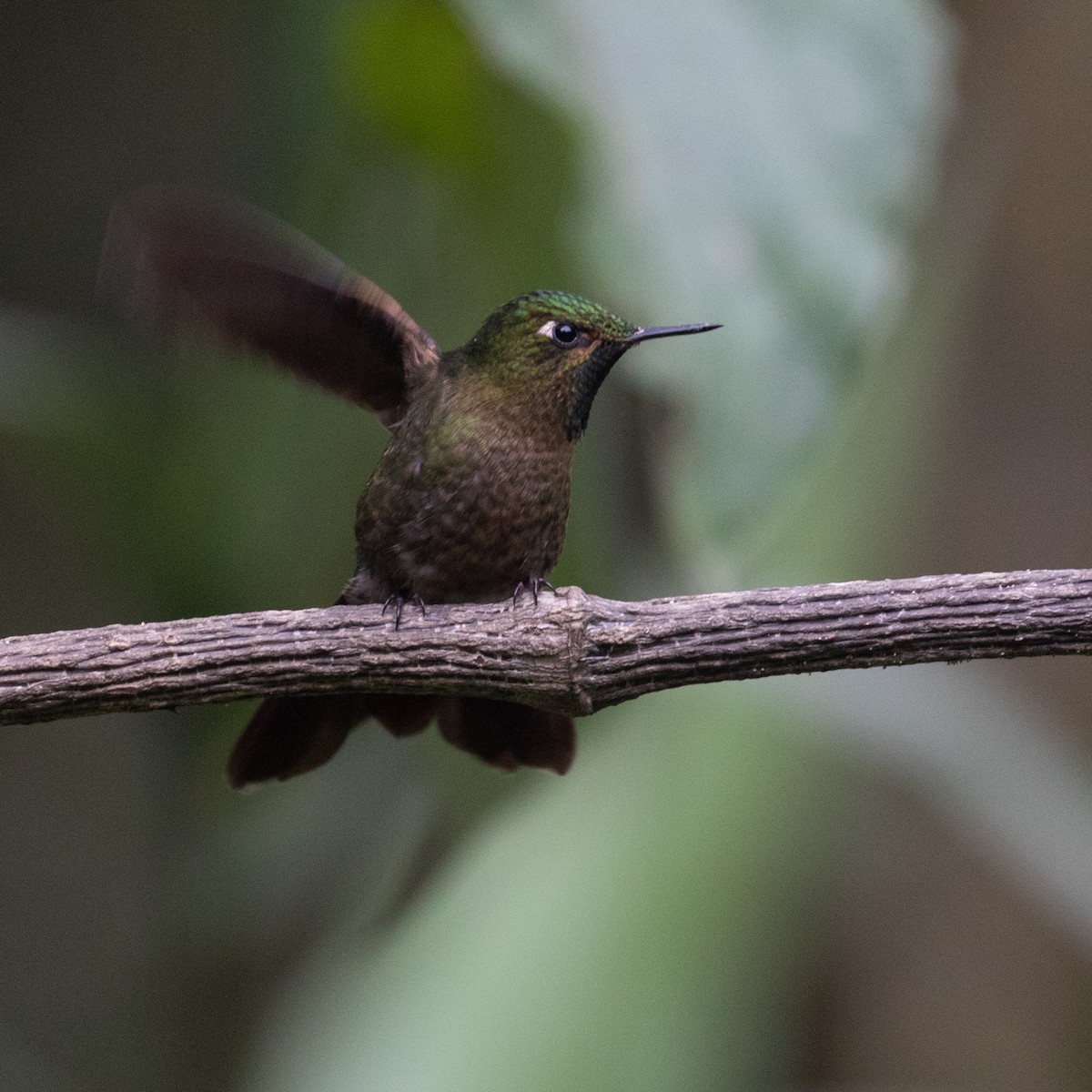 kolibřík dřišťálový - ML618871492