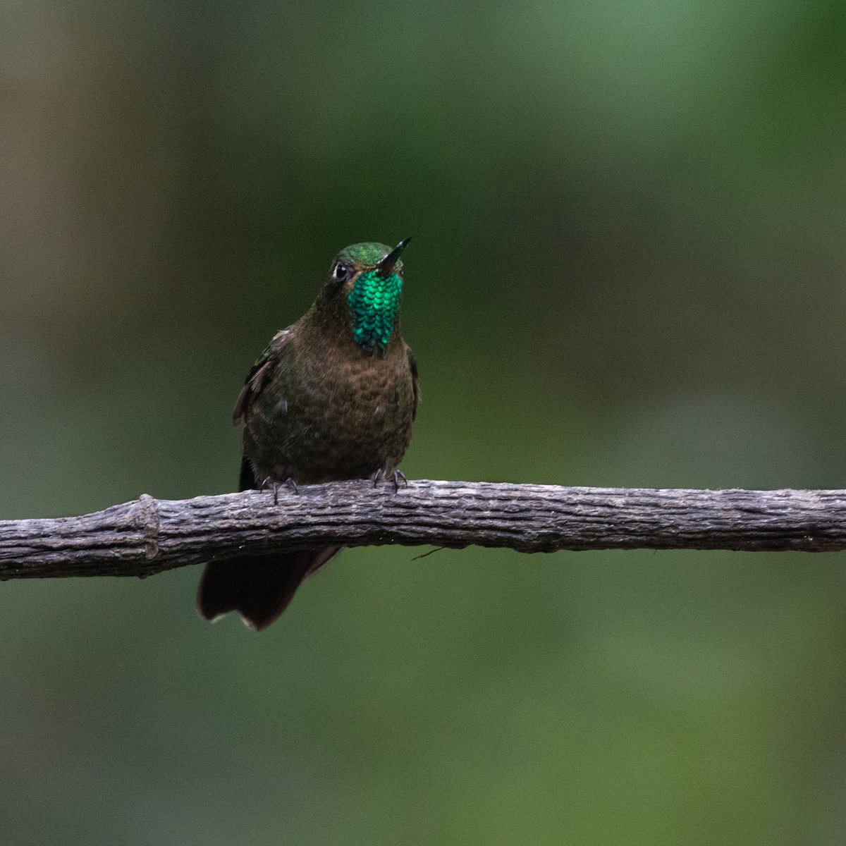 kolibřík dřišťálový - ML618871493