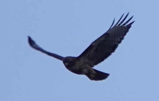 Red-tailed Hawk (calurus/alascensis) - ML618871555