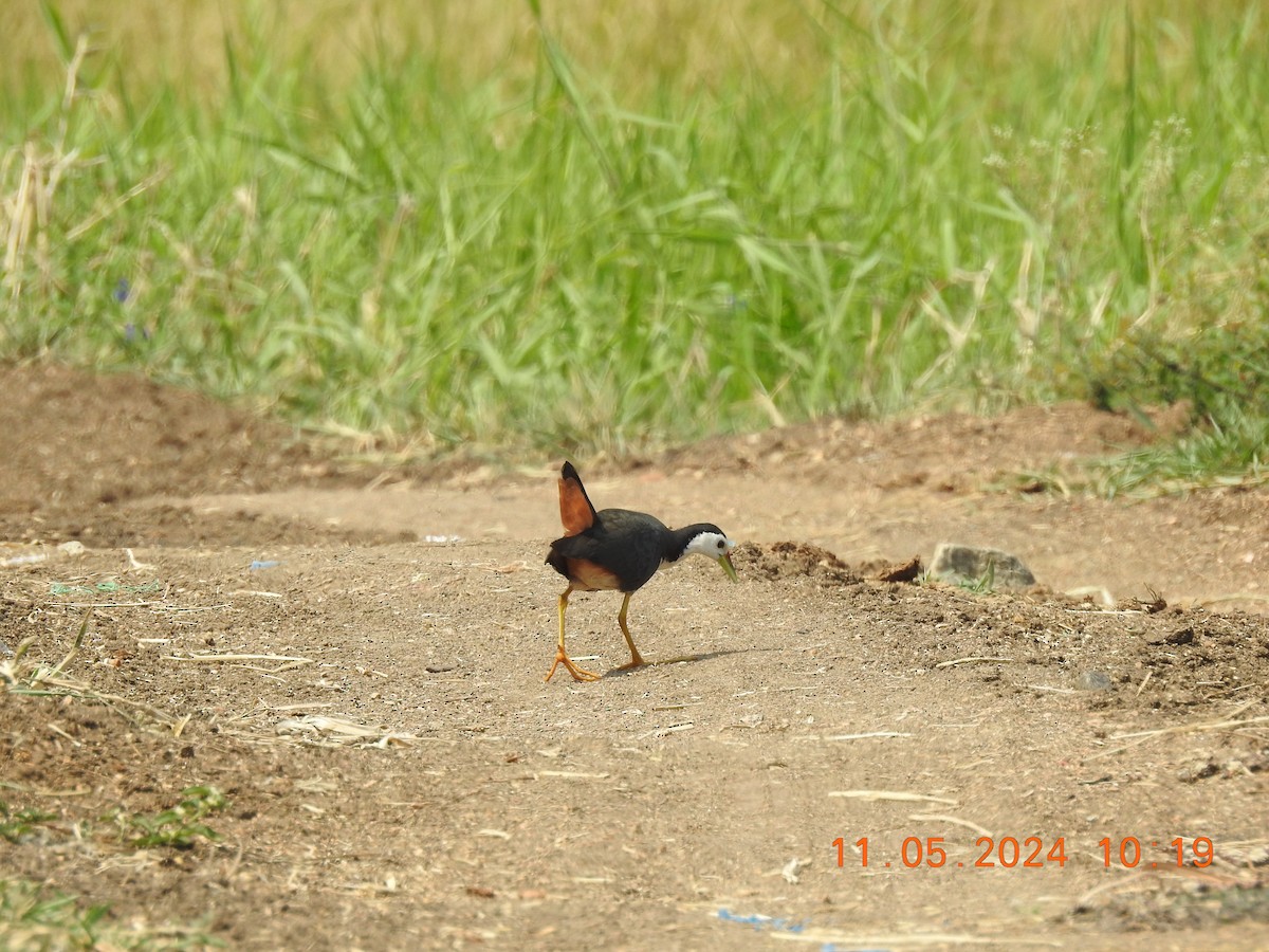 White-breasted Waterhen - Chitra Shanker