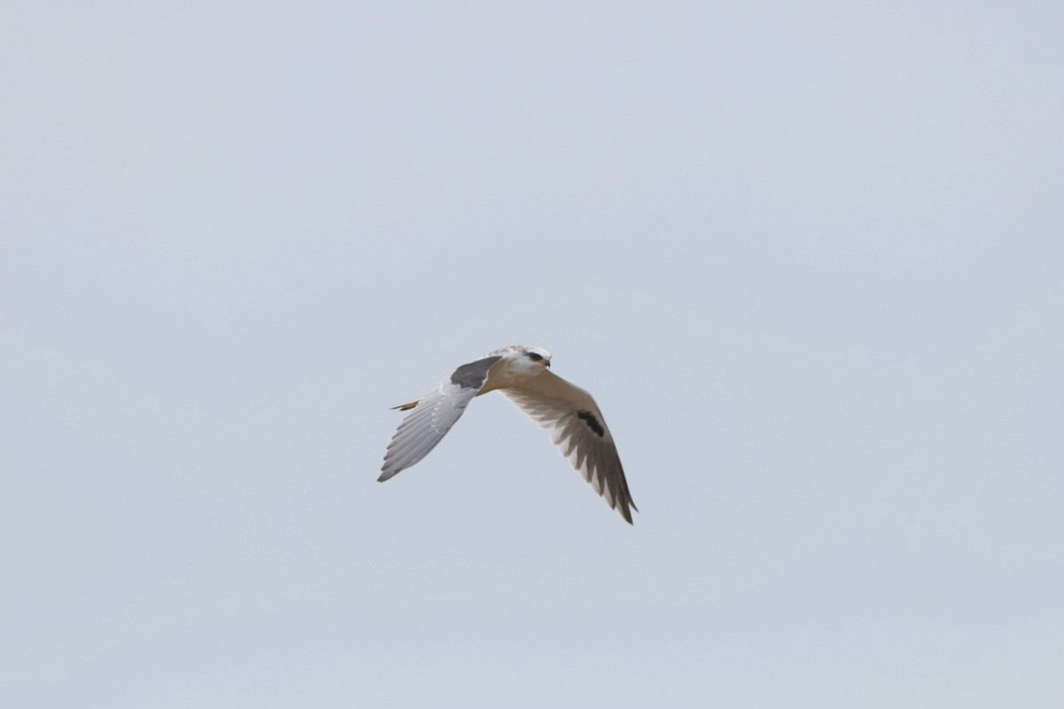 White-tailed Kite - Caleb Villar