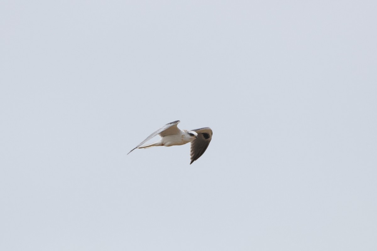 White-tailed Kite - ML618871563