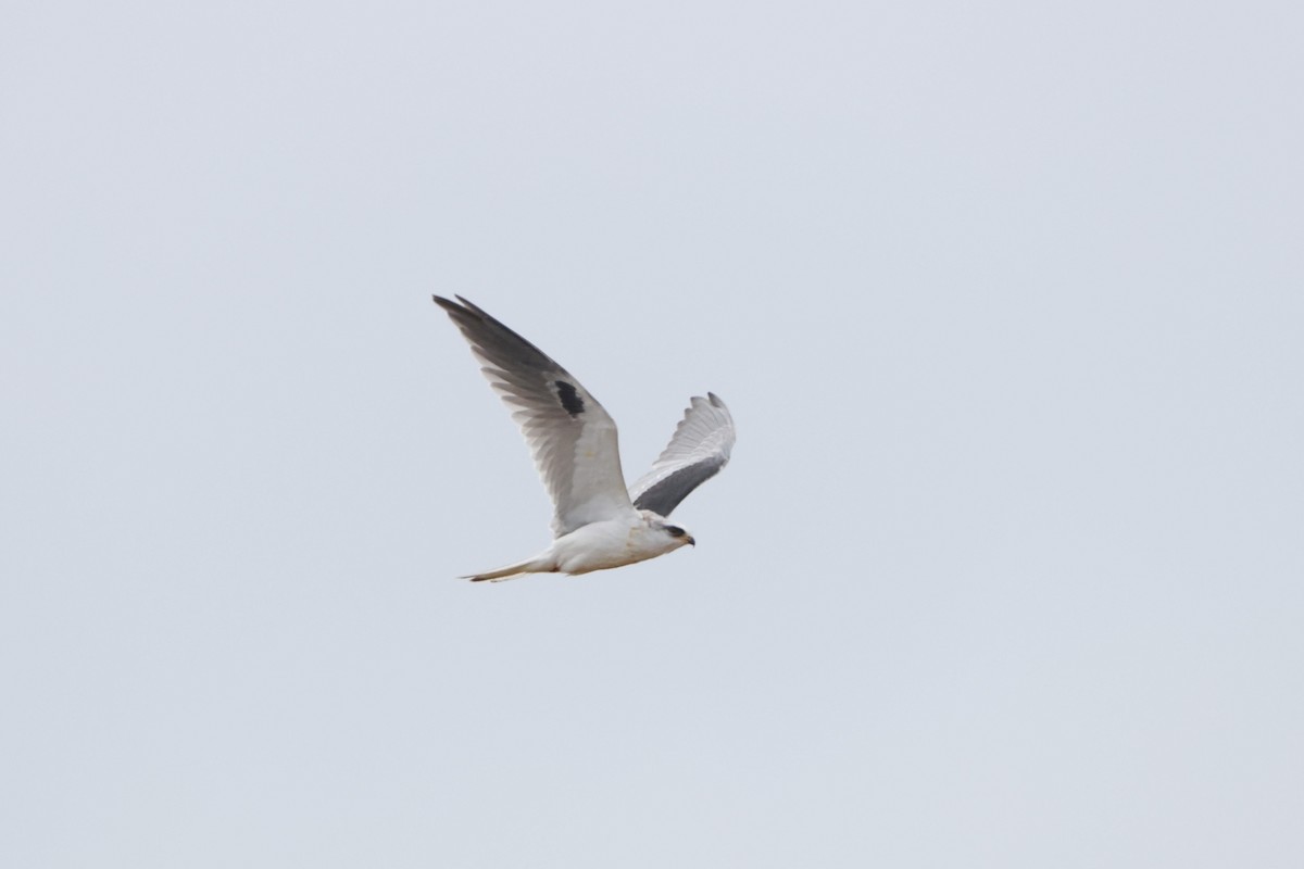 White-tailed Kite - ML618871565