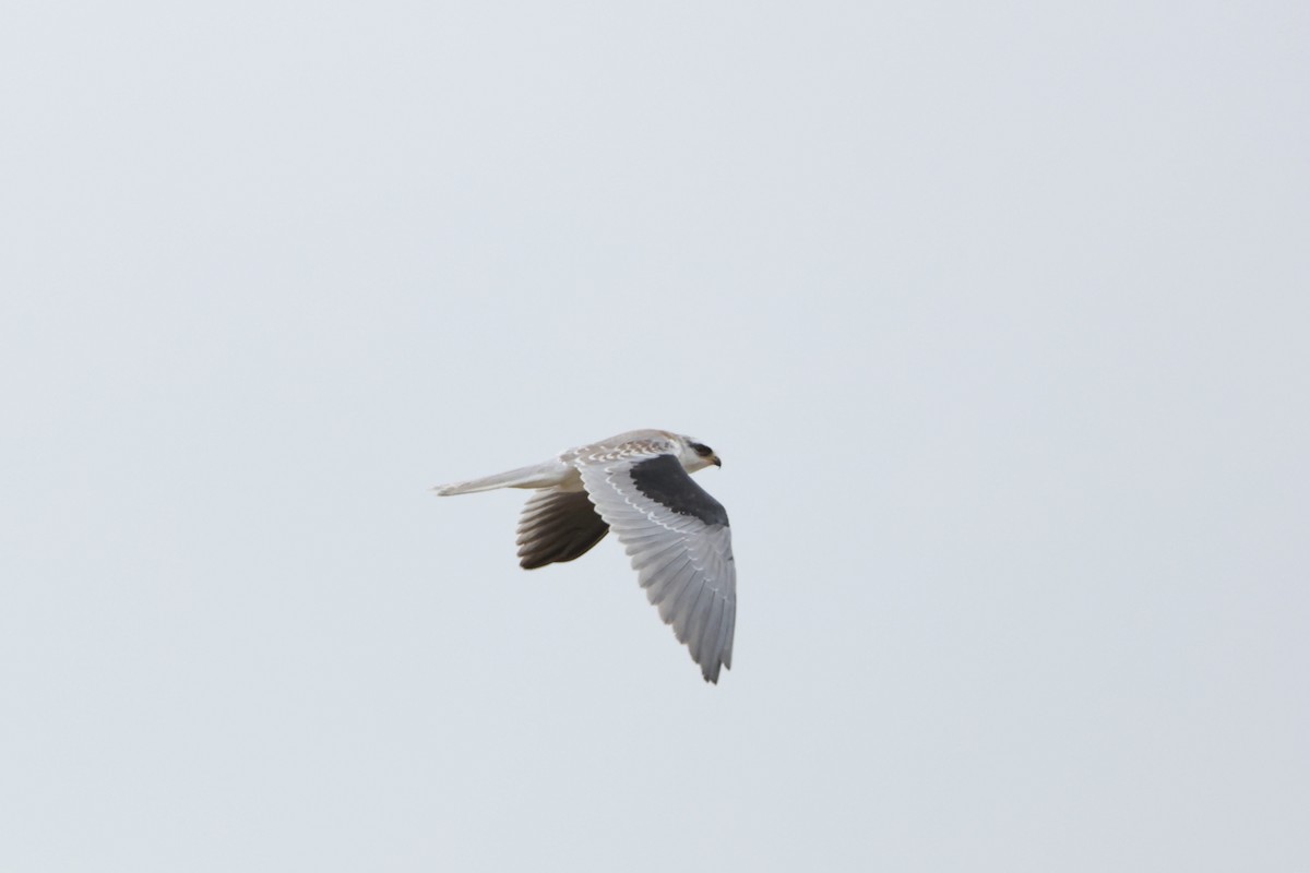 White-tailed Kite - ML618871568