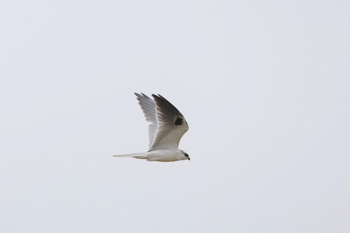 White-tailed Kite - ML618871569