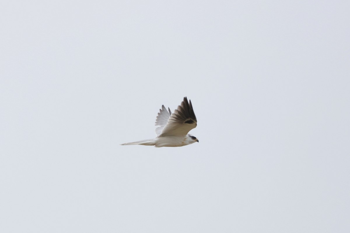 White-tailed Kite - ML618871571